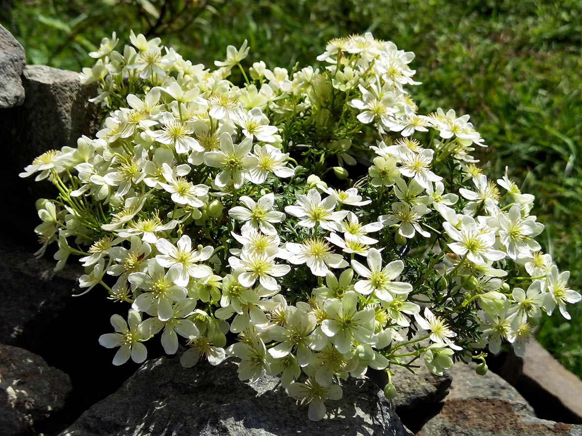 Clematis 'Emerald Dream'